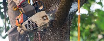 Best Tree Maintenance Programs  in Eden Prairie, MN