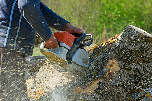 Reliable Eden Prairie, MN Tree Removal Solutions